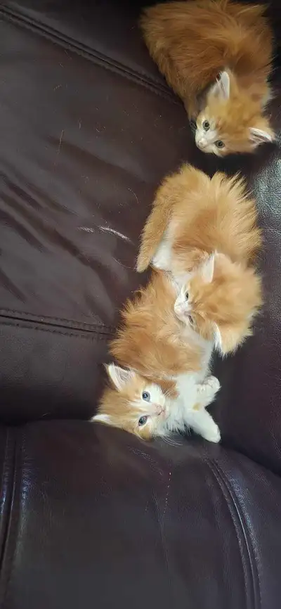 pure maincoon kittens, View more