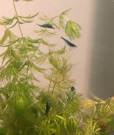 Poissons ancistrus, pleco, laveur de vitres , aquarium, View more