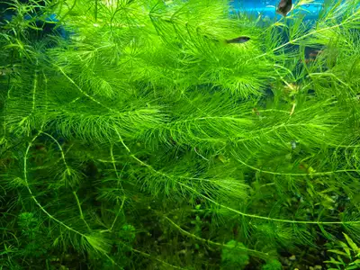 Hornwort Guppy Grass aquarium plant, View more