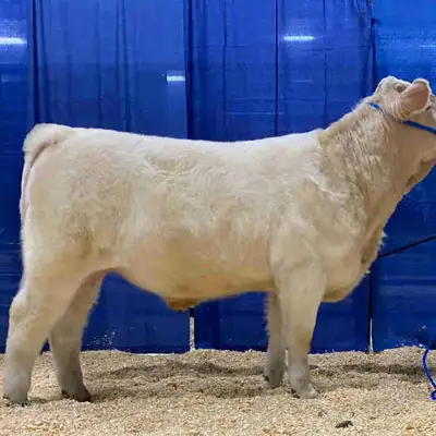 Bull and Female sale , View more