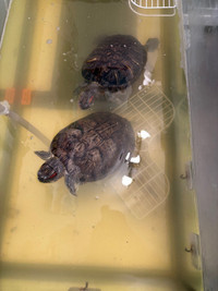 Aquatic Turtles (2) - 17 years old