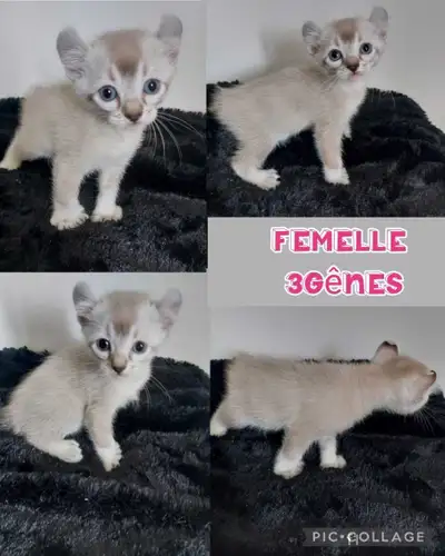 Highland lynx 4femelles 2mâles , View more