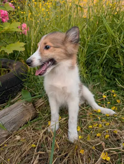 chiot berger shetland, View more