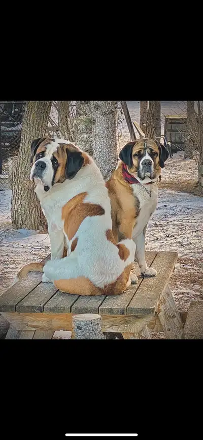 Our BettyRanchSaints True Grit litter arrived March 29th , 2025 All our spring pups have found lovin...