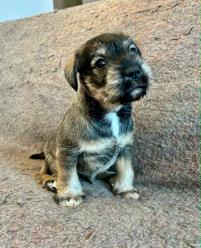 Miniature Schnauzer Puppies in Dogs & Puppies for Rehoming in London - Image 2