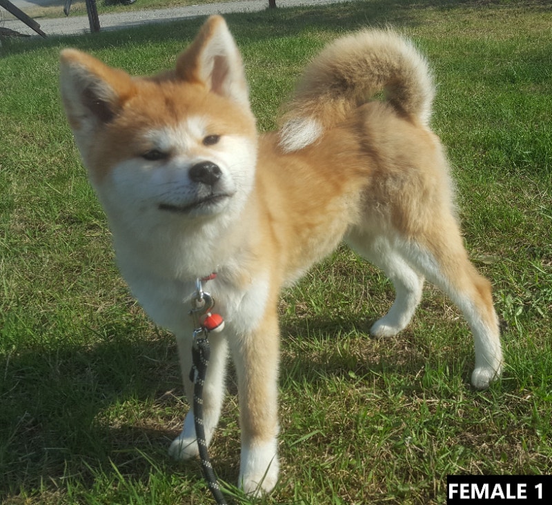 Japanese Akita Inu Puppies Dogs & Puppies for Rehoming Sudbury Kijiji