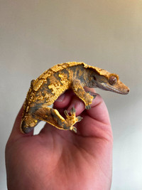 Tri colour crested gecko