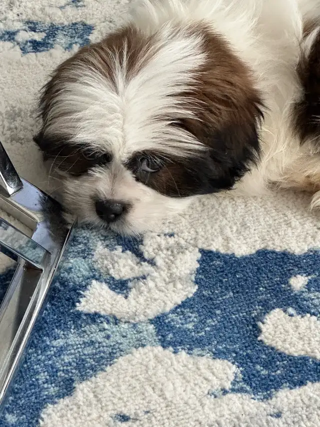 puppy for sale in Dogs & Puppies for Rehoming in City of Toronto - Image 4
