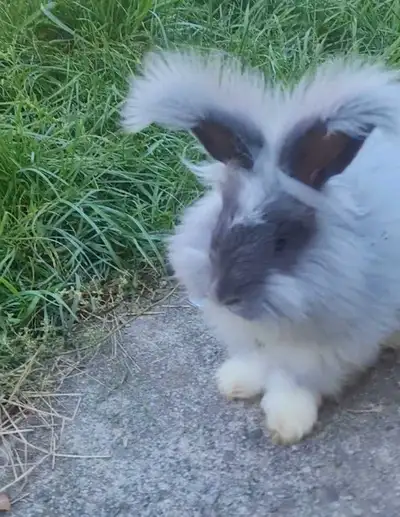 English angora rabbit, View more