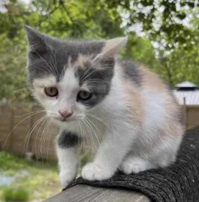 Two female Scottish straight tabby, View more