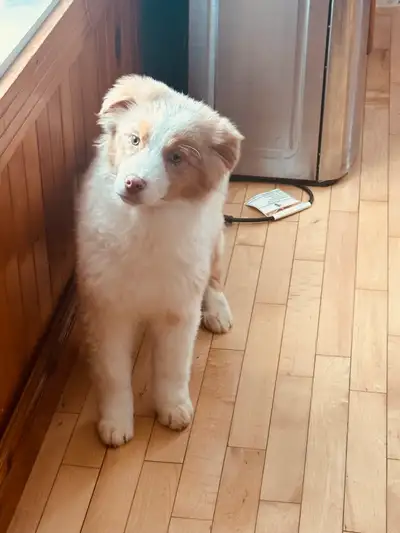 Chiot berger australien à vendre PRÊT , View more