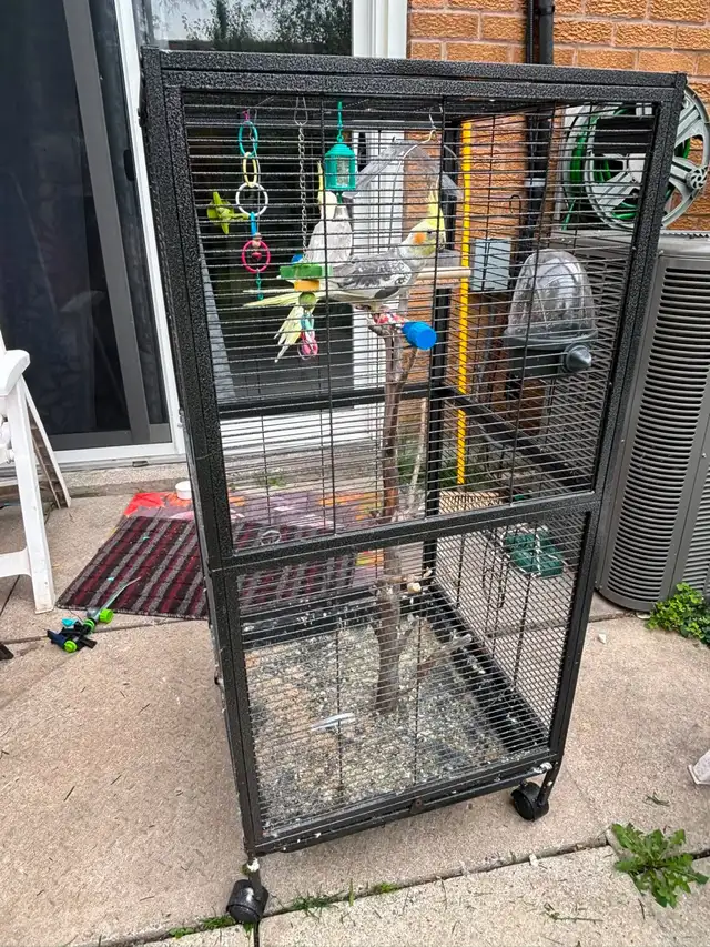 cockatiel in Birds for Rehoming in Mississauga / Peel Region - Image 5