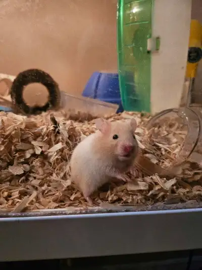 Baby Hamster- Syrian Hamster, short haired, View more