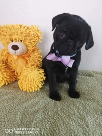 Fawn and black pug girls available for sale.