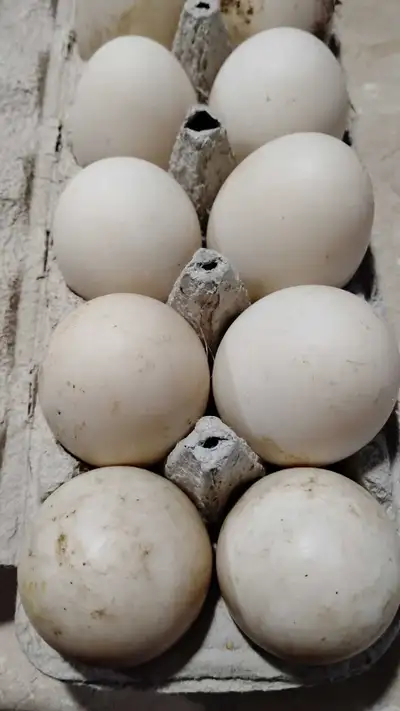 Pekin duck eggs fertilized, View more