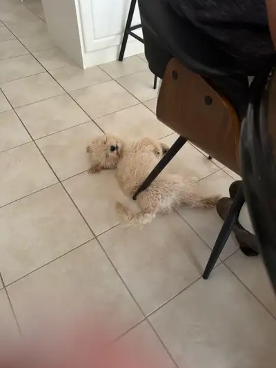 Miniature poodle nearly 5 months old. Female. Pee pad trained and outdoor trained. very smart puppy....
