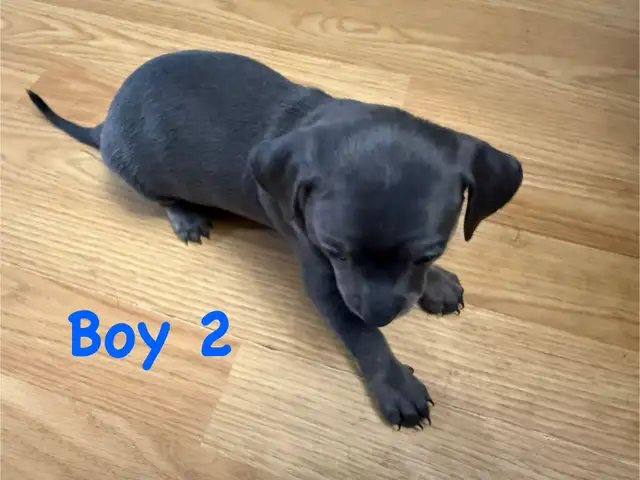 Cutest Chihuahua/ Min pin cross puppies in Dogs & Puppies for Rehoming in Cambridge - Image 5