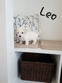 Pure bread bishon frise puppy (ready to go)