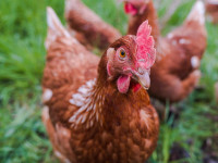 Brown laying hens for sale