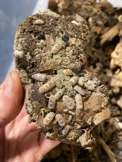 marbelized isopods cloportes, View more