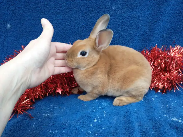 EXTRAORDINARY HOLLAND LOP BABY DWARF BUNNY RABBITS in Small Animals for Rehoming in Ottawa - Image 7