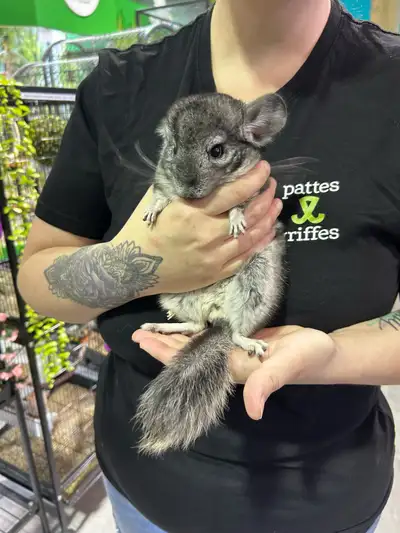 Magnifiques bébés chinchilla, tous manipulables, ils sont cajolés à chaque jour ❤️ Chinchilla standa...