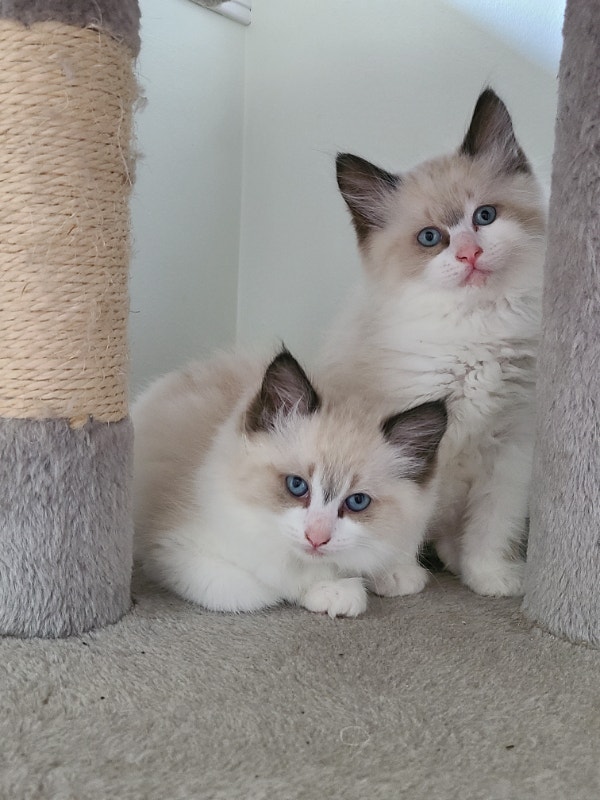 Ragdoll kittens 400 Cats & Kittens for Rehoming Edmonton Kijiji