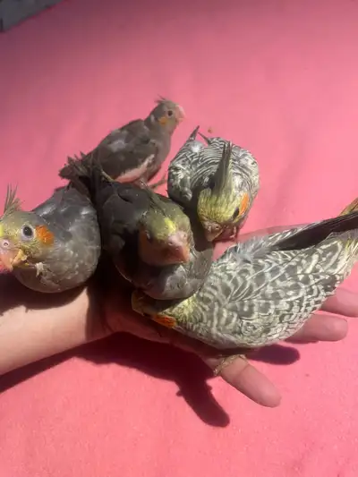 bébés cocktails à trois repas par jour , View more