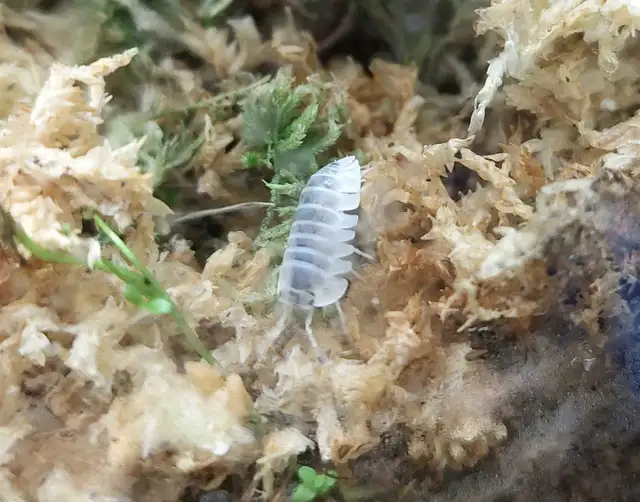 Isopods, Terrestrial & Freshwater in Other Pets for Rehoming in Calgary - Image 3