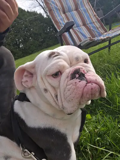 English bulldog/Bulldog anglais, View more