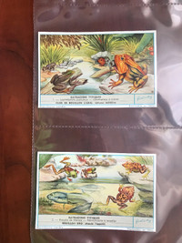 Liebig Trade Card -Species of Frogs - 6 Cards