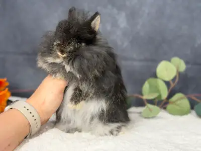 Neutered fuzzy Netherland dwarf, View more