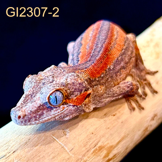 GI2307-2 Gargoyle Gecko in Reptiles & Amphibians for Rehoming in Edmonton