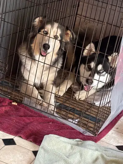 Husky puppies, View more