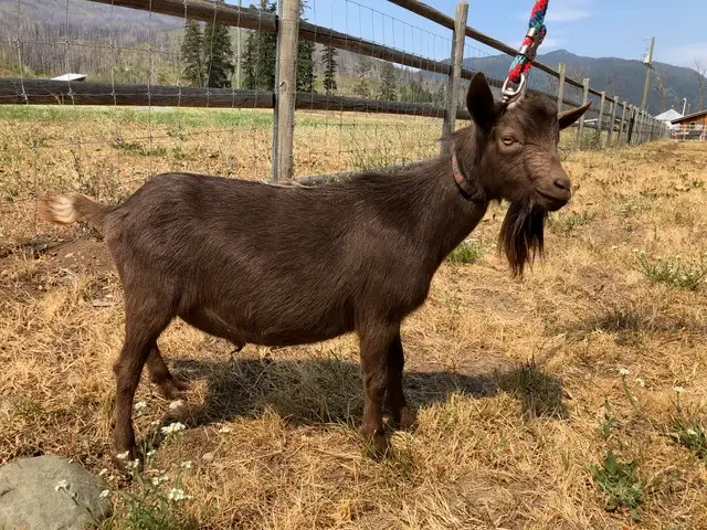 Purebred Nigerian Dwarf Breeding Bucks in Livestock in Vernon - Image 3