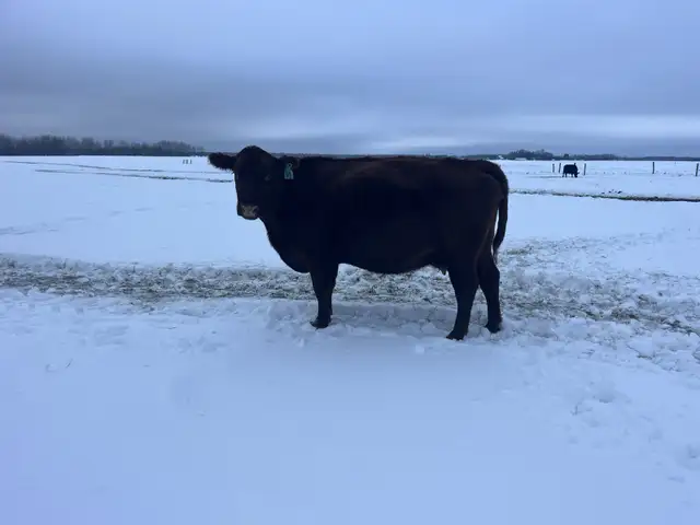 Bred cows in Livestock in Sudbury - Image 3