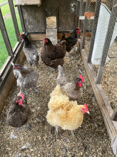 Free Chickens, View more