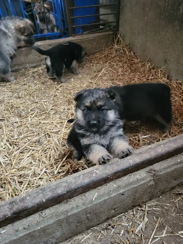 German Shephard puppies in Dogs & Puppies for Rehoming in Norfolk County - Image 11