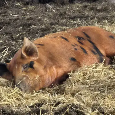 Live butcher ready hogs. Berkshire X 225 to 250+ pounds live weight. Outdoor raised. Fed grains and...