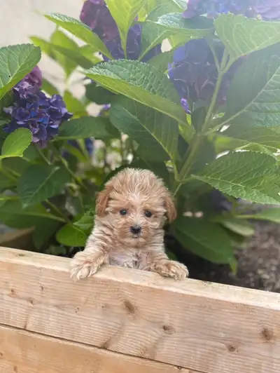 Toy Maltipoo - ready now, View more