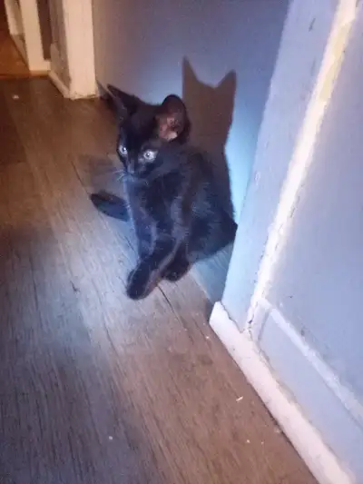 kittens for sale, View more