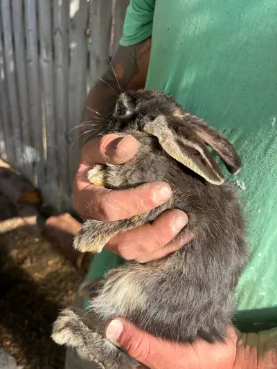 Flemish giant Rex cross rabbits, View more