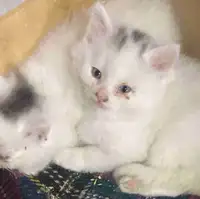 Two male kittens to good home 