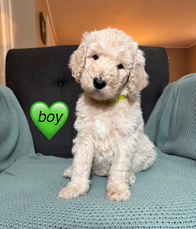 Standard poodle puppies, almost ready to go!! in Dogs & Puppies for Rehoming in Yarmouth - Image 4