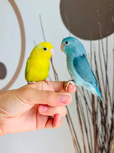 **For Sale: Handfed and Hand-tame Parrotlet Babies** We are pleased to announce the availability of...
