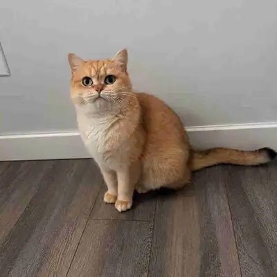 Femelle Golden Britishshorthair chat, View more