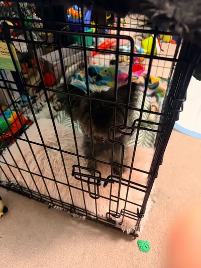 Looking to rehome 1 year old Morkie, View more