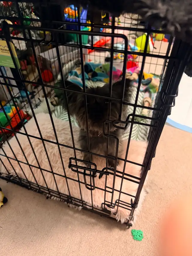 Looking to rehome 1 year old Morkie in Dogs & Puppies for Rehoming in City of Toronto - Image 2