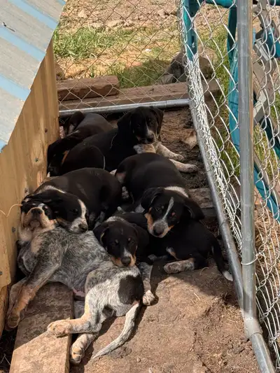 Blue tick coonhound puppies ready to go! 3 females available Will come with first set of shots Messa...