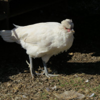 Tufted Pullets (sexed hens)